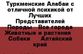 Туркменские Алабаи с отличной психикой от Лучших Представителей Породы - Все города Животные и растения » Собаки   . Алтайский край